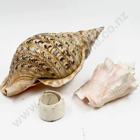 A Large Conch Shell & Other & Shell Piece