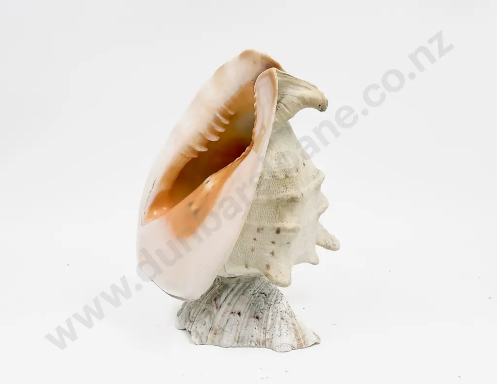 Shell Form Lamp Image 1++