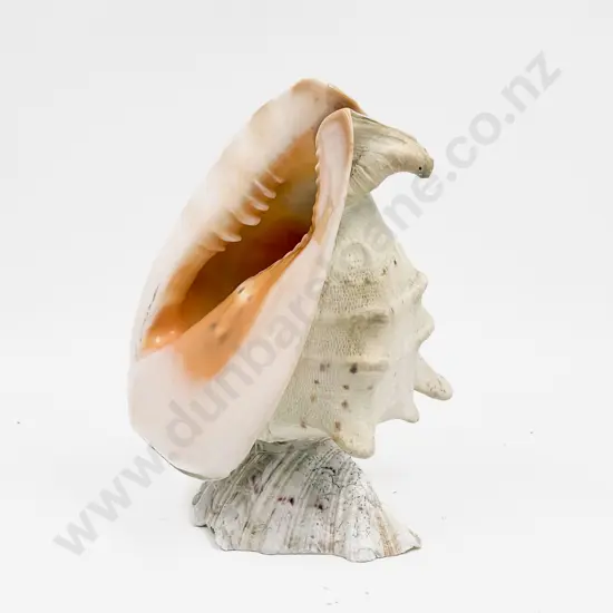 Shell Form Lamp