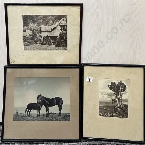 Three Assorted Photographic Studies
