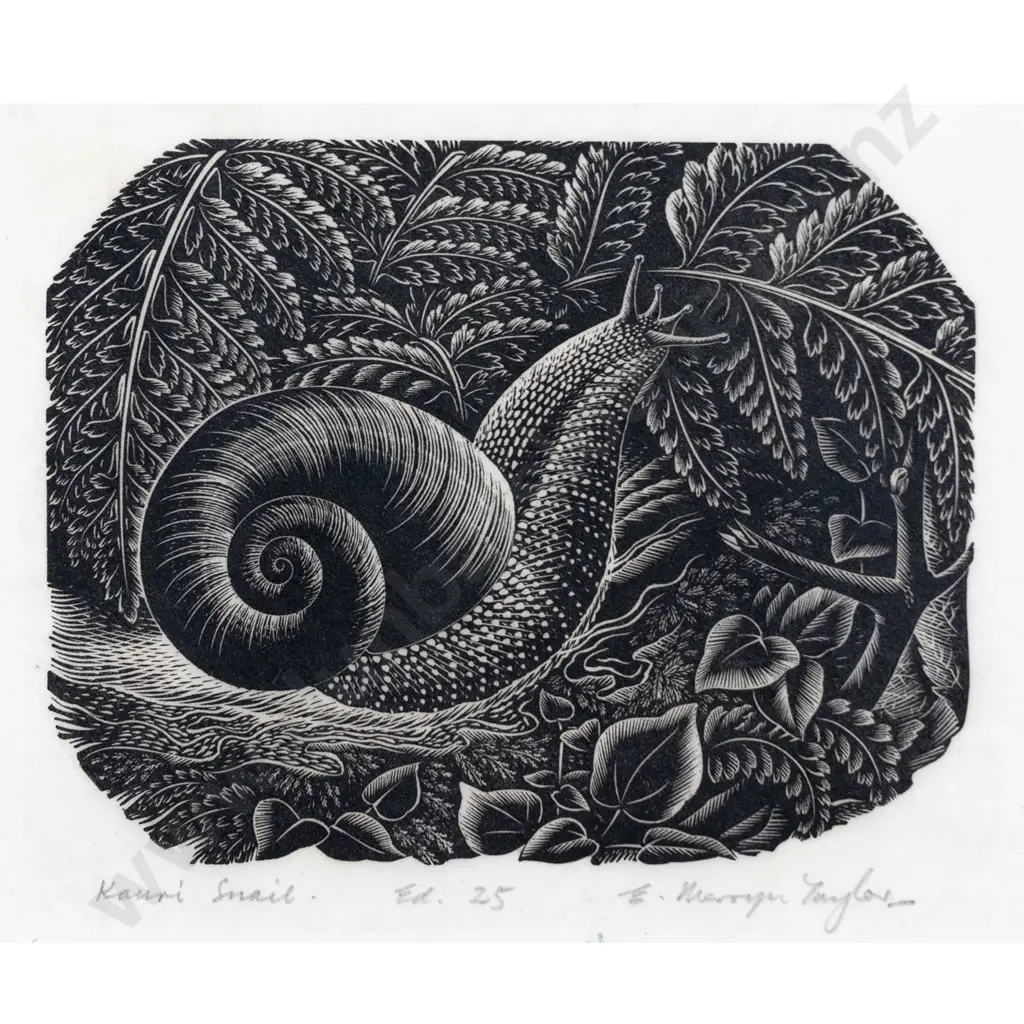 E Mervyn Taylor - Kauri Snail Image 1++