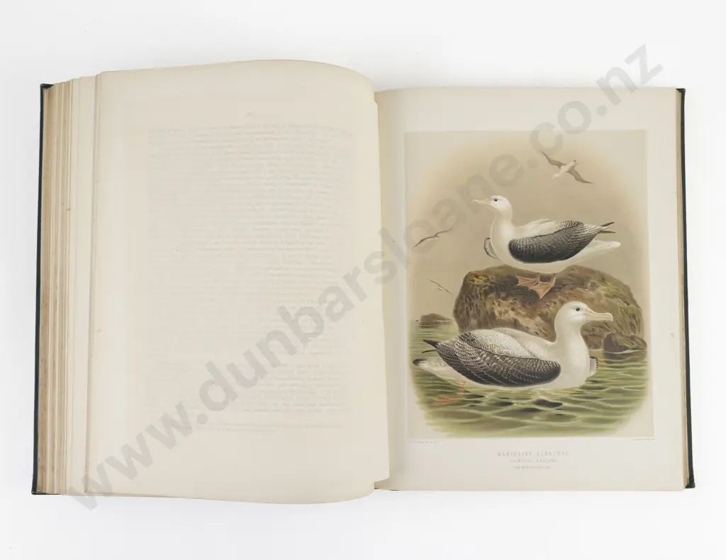 Buller, Sir Walter Lawry, A History of the Birds Of New Zealand (2 Volumes, 1888) Image 1++