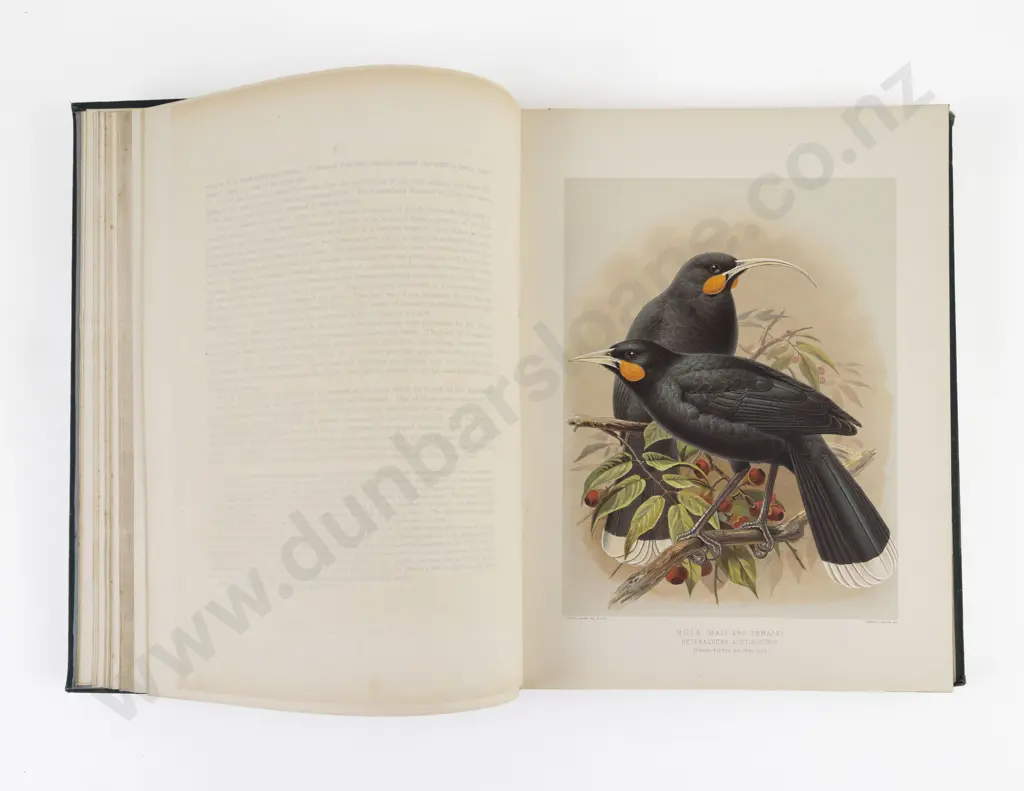 Buller, Sir Walter Lawry, A History of the Birds Of New Zealand (2 Volumes, 1888) Image 1++