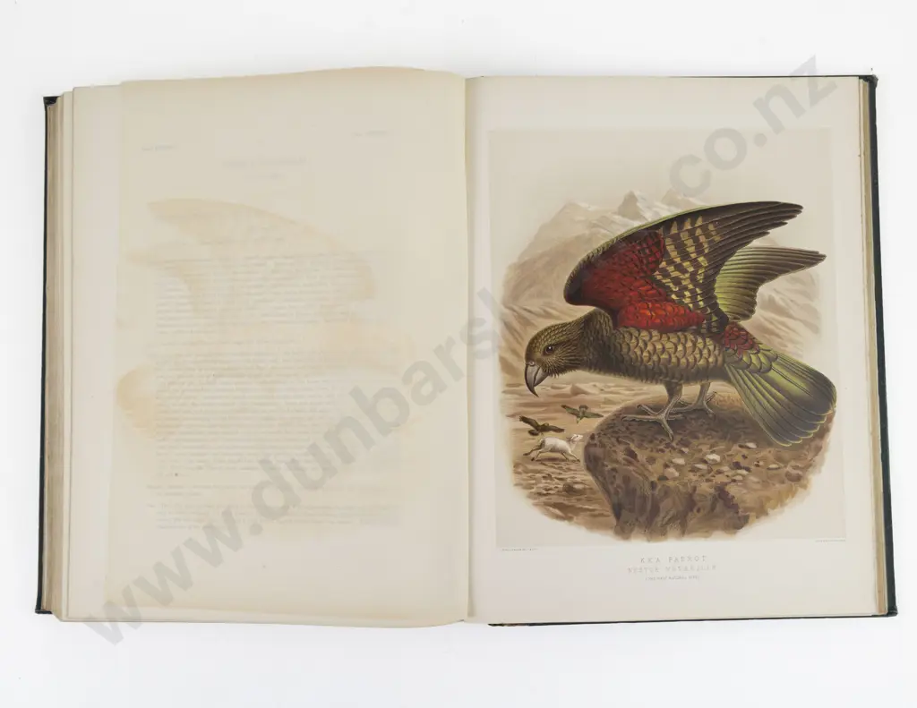 Buller, Sir Walter Lawry, A History of the Birds Of New Zealand (2 Volumes, 1888) Image 1++