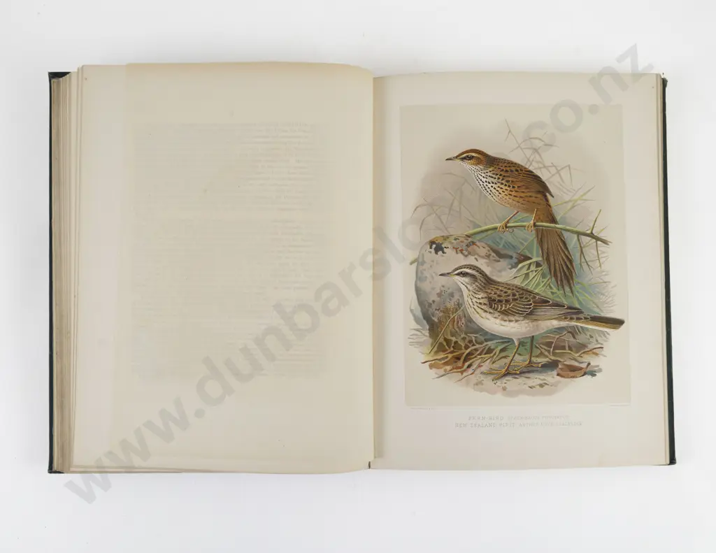 Buller, Sir Walter Lawry, A History of the Birds Of New Zealand (2 Volumes, 1888) Image 1++