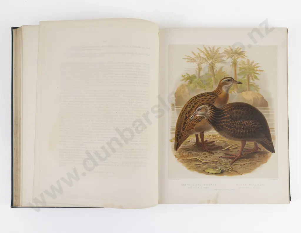 Buller, Sir Walter Lawry, A History of the Birds Of New Zealand (2 Volumes, 1888) Image 1++