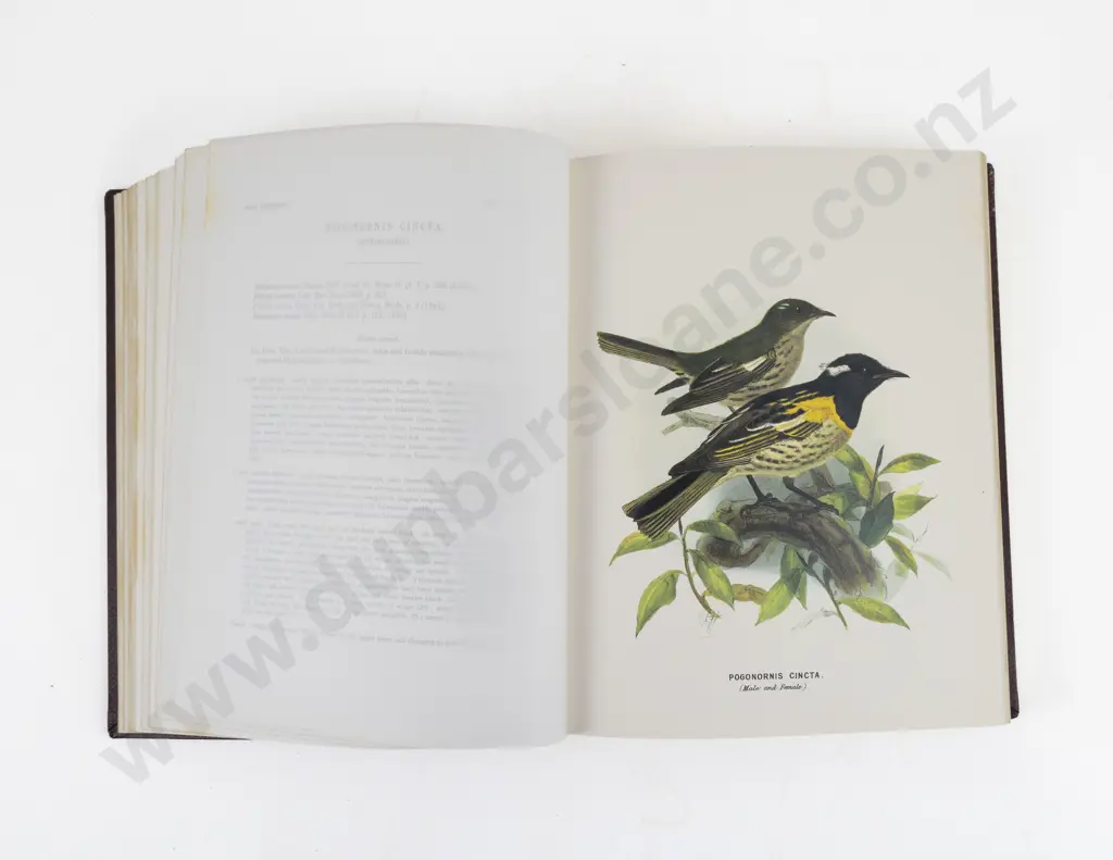 Buller, Walter Lawry, A History of the Birds Of New Zealand (Facsimile Edition 1983) Image 1++