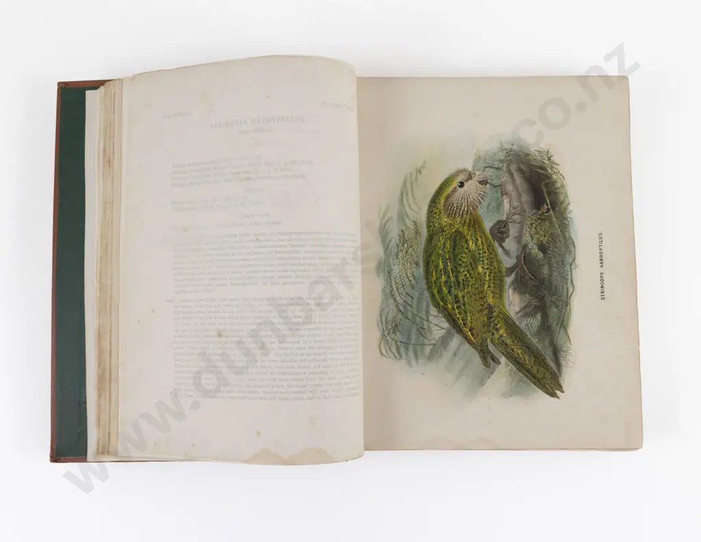 Buller, Walter, Lawry, A History of the Birds of New Zealand, 1873 Image 1++