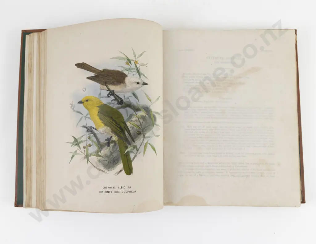 Buller, Walter, Lawry, A History of the Birds of New Zealand, 1873 Image 1++