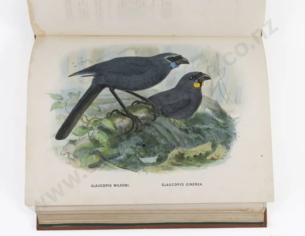 Buller, Walter, Lawry, A History of the Birds of New Zealand, 1873 Image 1++
