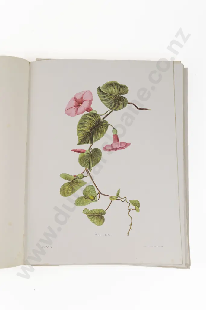 Sinclair, Mrs Francis, (Isabella) Indigenous Flowers of the Hawaiian Islands, 1885 Image 1++