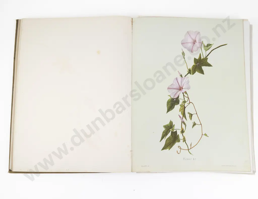 Sinclair, Mrs Francis, (Isabella) Indigenous Flowers of the Hawaiian Islands, 1885 Image 1++