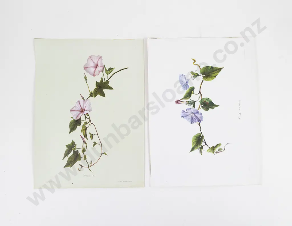 Sinclair, Mrs Francis, (Isabella) Set of 44 Plates & Text From Indigenous Flowers of the Hawaiian Islands, 1885 Image 1++