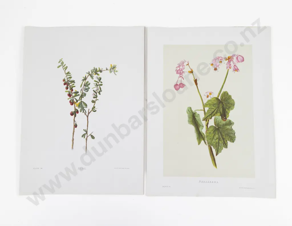 Sinclair, Mrs Francis, (Isabella) Set of 44 Plates & Text From Indigenous Flowers of the Hawaiian Islands, 1885 Image 1++