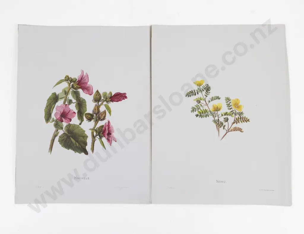 Sinclair, Mrs Francis, (Isabella) Set of 44 Plates & Text From Indigenous Flowers of the Hawaiian Islands, 1885 Image 1++
