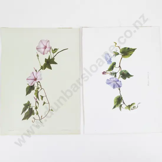 Sinclair, Mrs Francis, (Isabella) Set of 44 Plates & Text From Indigenous Flowers of the Hawaiian Islands, 1885