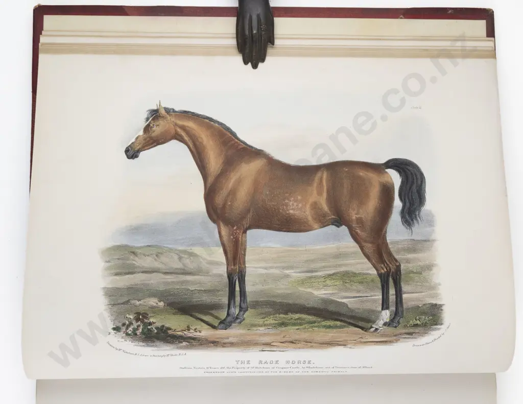 Low, David, The Breeds of the Domestic Animals of the British Islands (2 Volumes, 1842) Image 1++