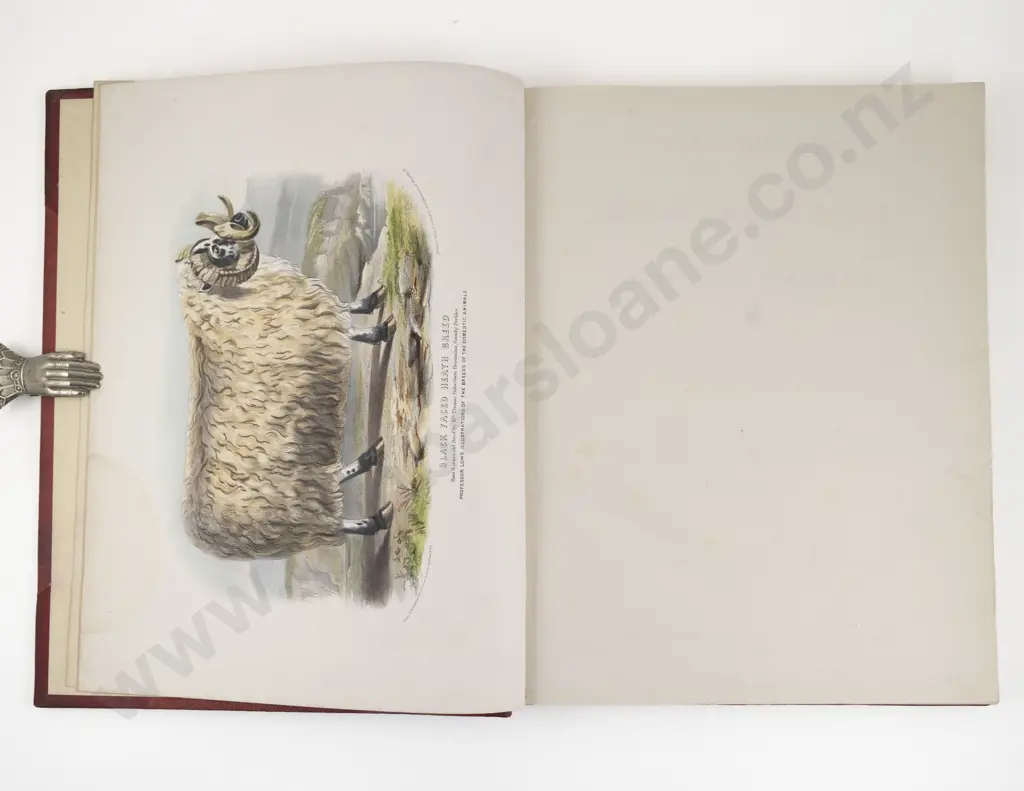 Low, David, The Breeds of the Domestic Animals of the British Islands (2 Volumes, 1842) Image 1++
