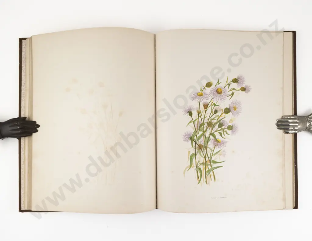 Thayer, Emma Homan, Wild Flowers of Colorado, 1885 Image 1++