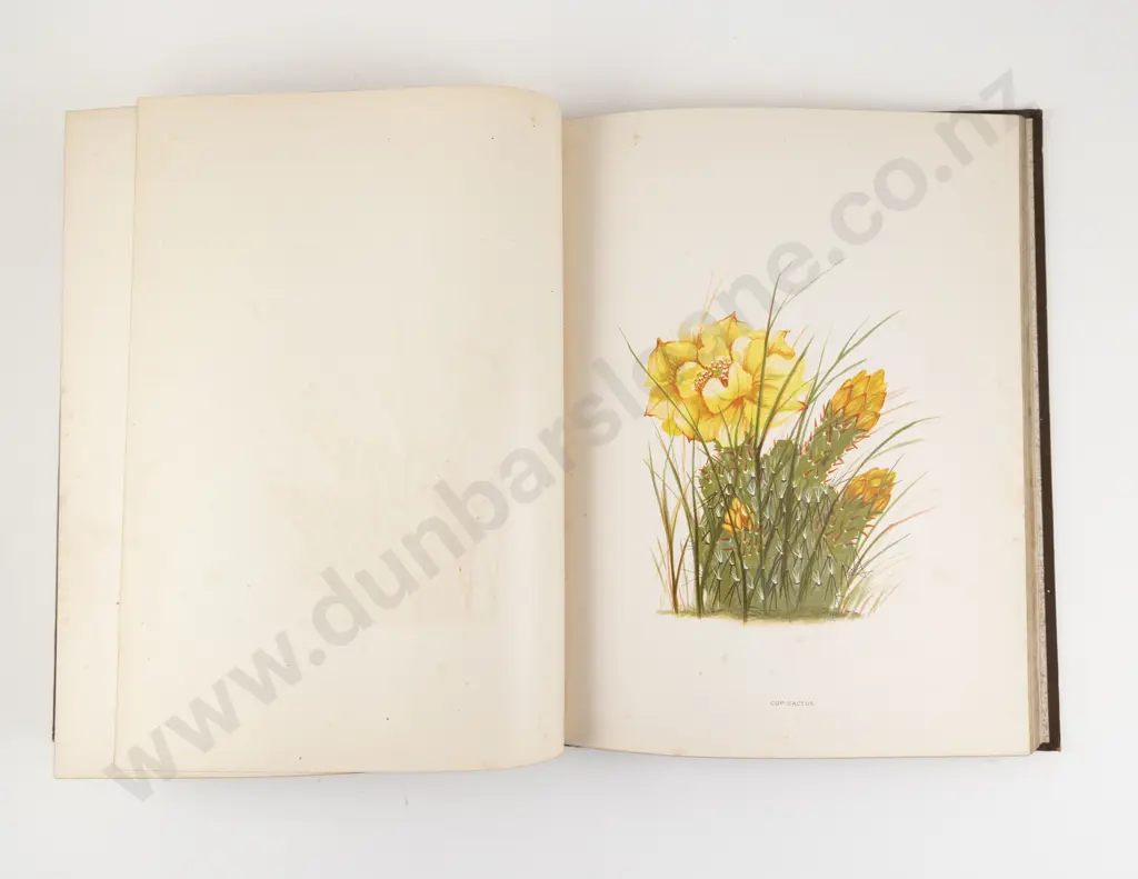 Thayer, Emma Homan, Wild Flowers of Colorado, 1885 Image 1++