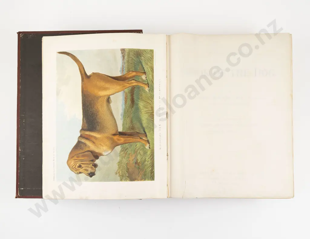 Shaw, Vero, The Illustrated Book Of The Dog (c1880/81) Image 1++