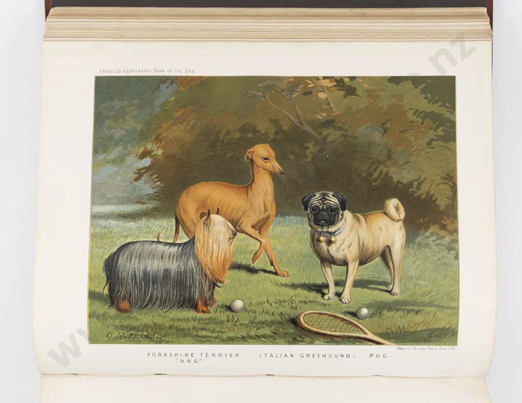 Shaw, Vero, The Illustrated Book Of The Dog (c1880/81) Image 1++