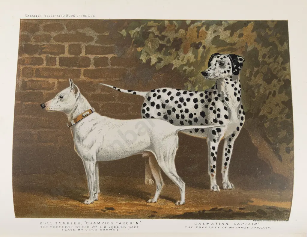Shaw, Vero, The Illustrated Book Of The Dog (c1880/81) Image 1++