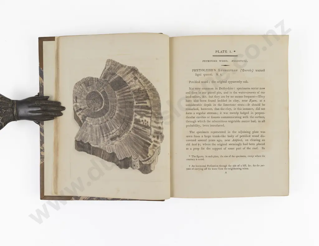 Martin William - Petrificata Derbiensia or Figures And Descriptions of Petrifications Collected In Derbyshire Image 1++