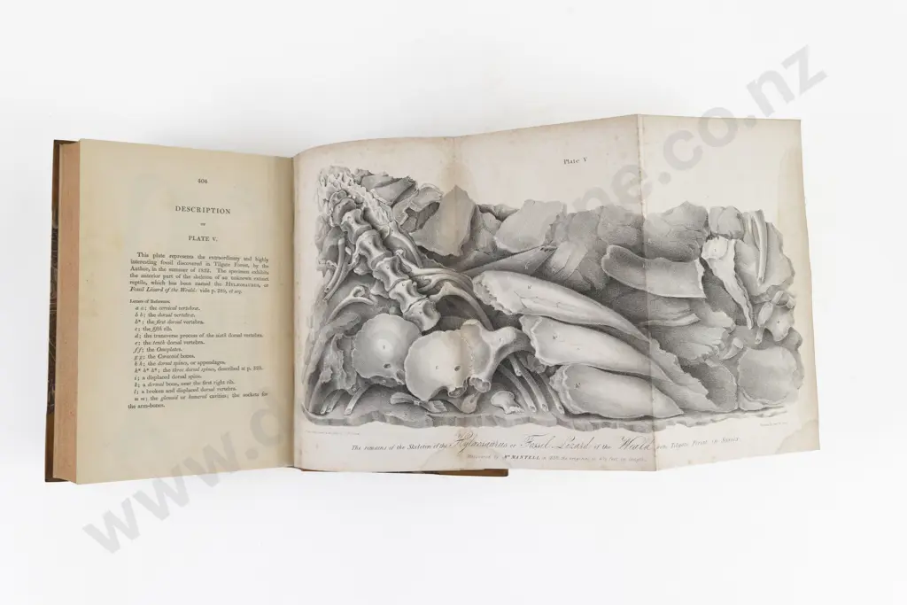 Mantell Gideon Algernon - The Geology Of The South-East Of England Image 1++