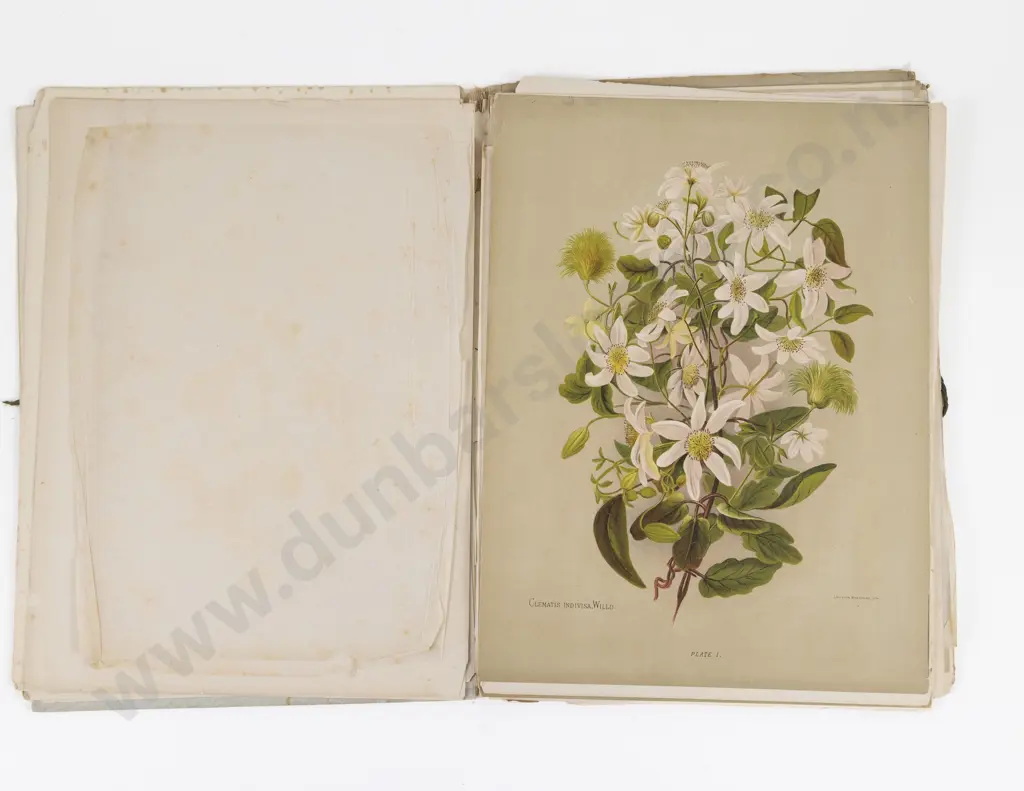 Hetley, Mrs Charles, The Native Flowers of New Zealand, 1888 (3 Volumes) Image 1++