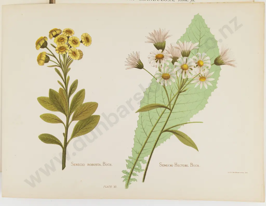 Hetley, Mrs Charles, The Native Flowers of New Zealand, 1888 (3 Volumes) Image 1++