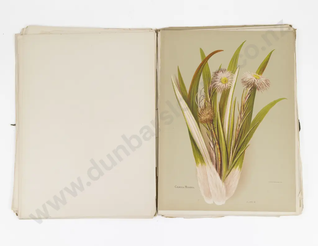 Hetley, Mrs Charles, The Native Flowers of New Zealand, 1888 (3 Volumes) Image 1++