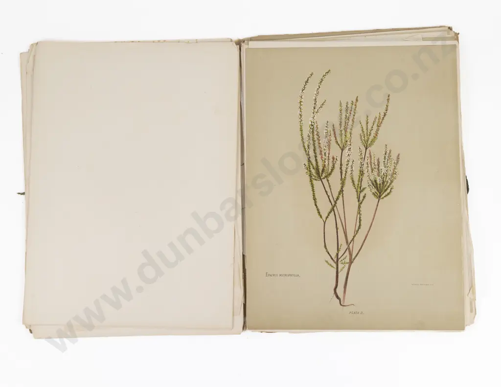 Hetley, Mrs Charles, The Native Flowers of New Zealand, 1888 (3 Volumes) Image 1++