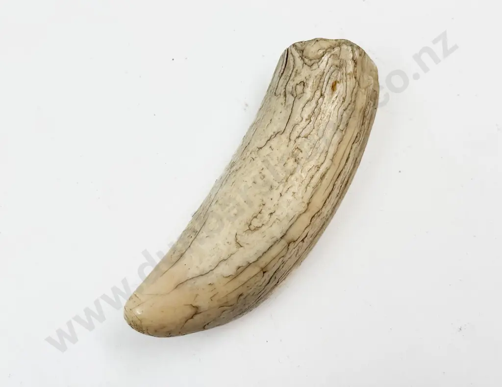 Replica Scrimshaw Horn & Other Image 1++