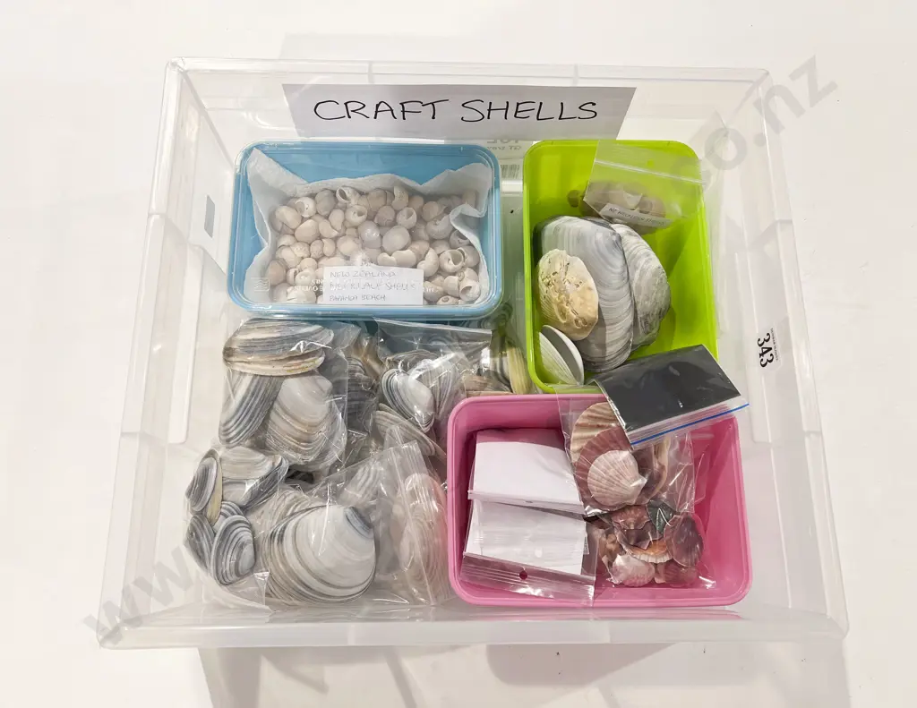 Quantity of Assorted Shells Image 1++