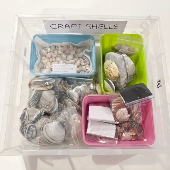 Quantity of Assorted Shells