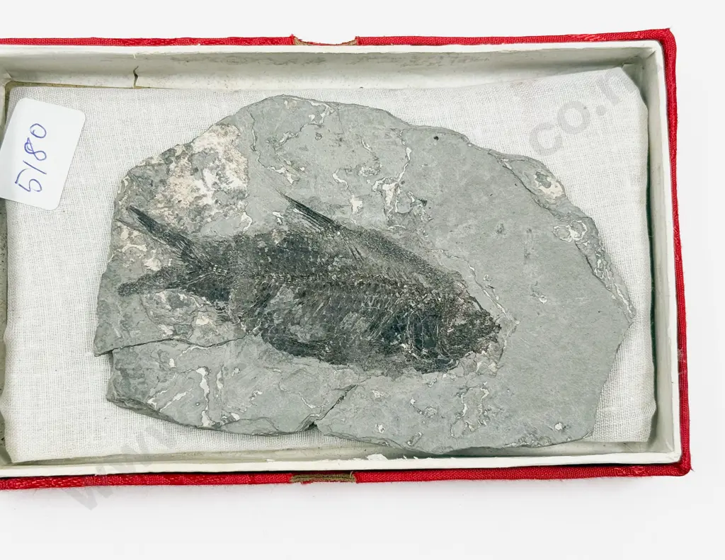 Fossilized Fish in Stone Fragment Image 1++