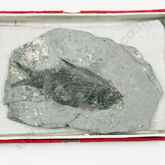 Fossilized Fish in Stone Fragment