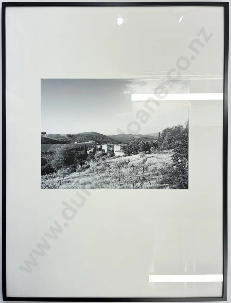 Framed Photograph - European Olive Grove Image 1++