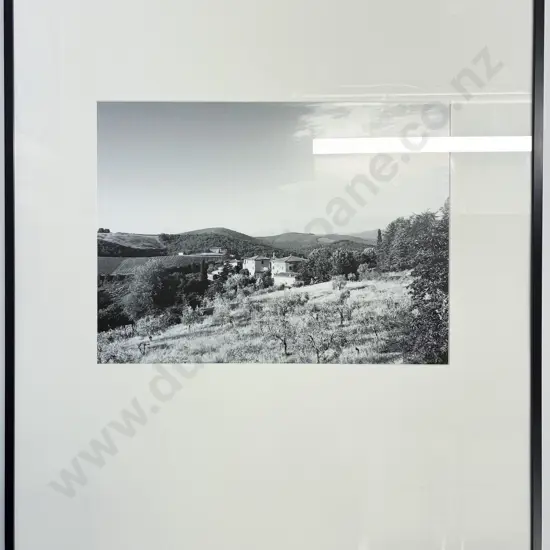 Framed Photograph - European Olive Grove
