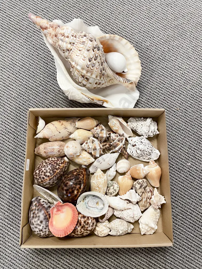 Qty of Assorted Seashells incl Two Large Examples Image 1++