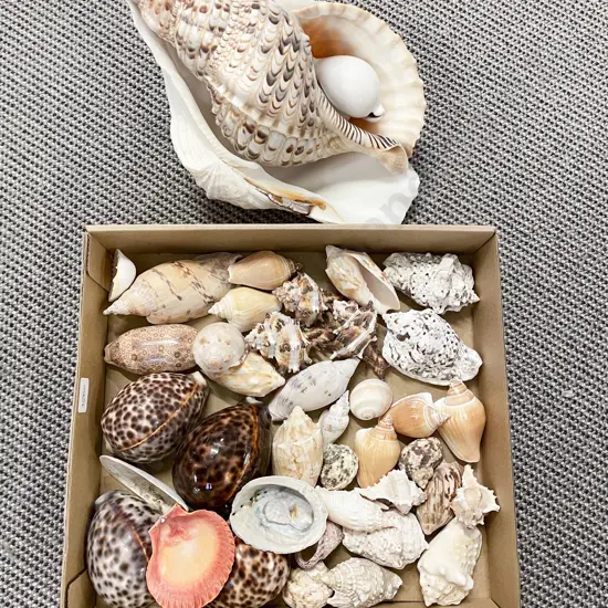 Qty of Assorted Seashells incl Two Large Examples