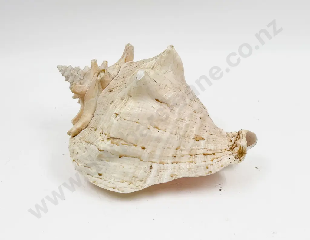 Western Australian Shell Image 1++