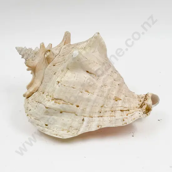 Western Australian Shell