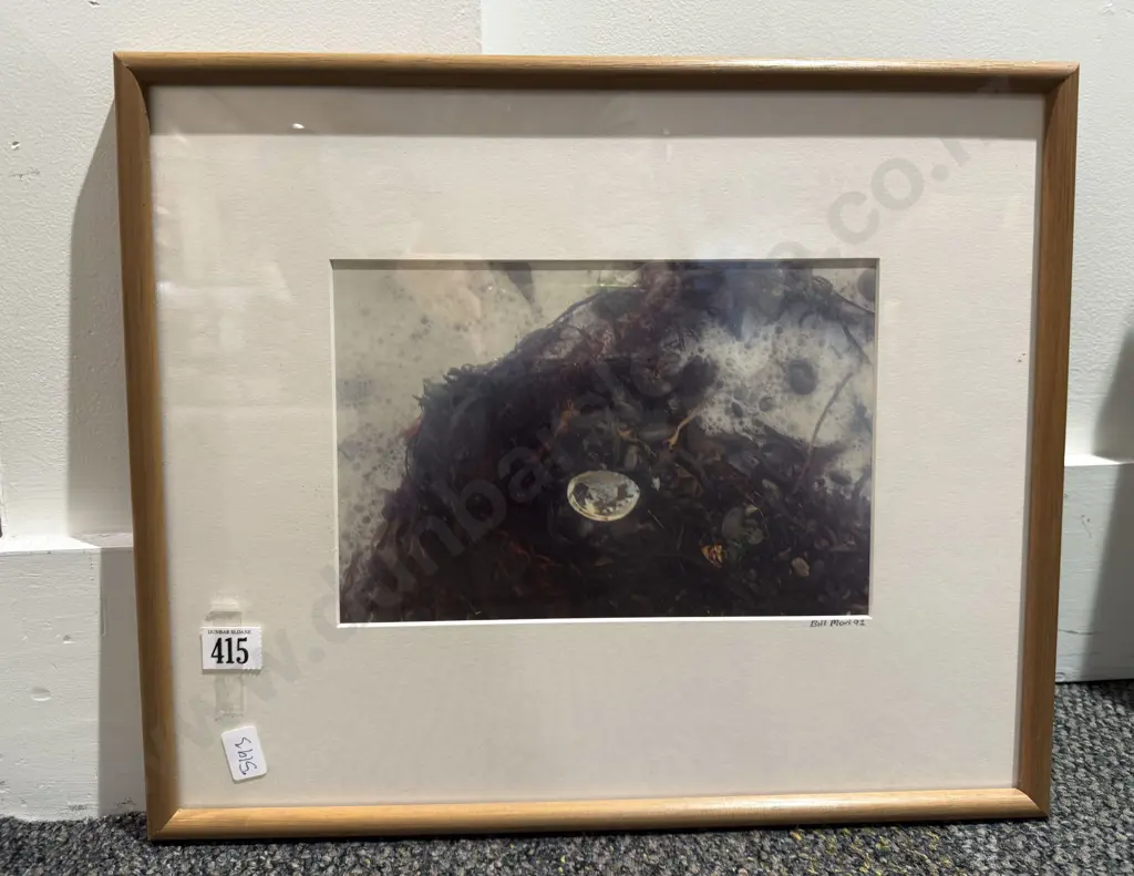 Bill Mori - Photographic Study - Paua Shell & Seaweed Image 1++