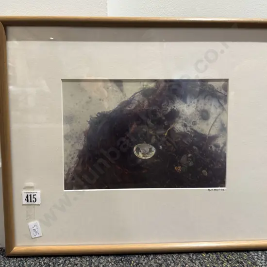 Bill Mori - Photographic Study - Paua Shell & Seaweed