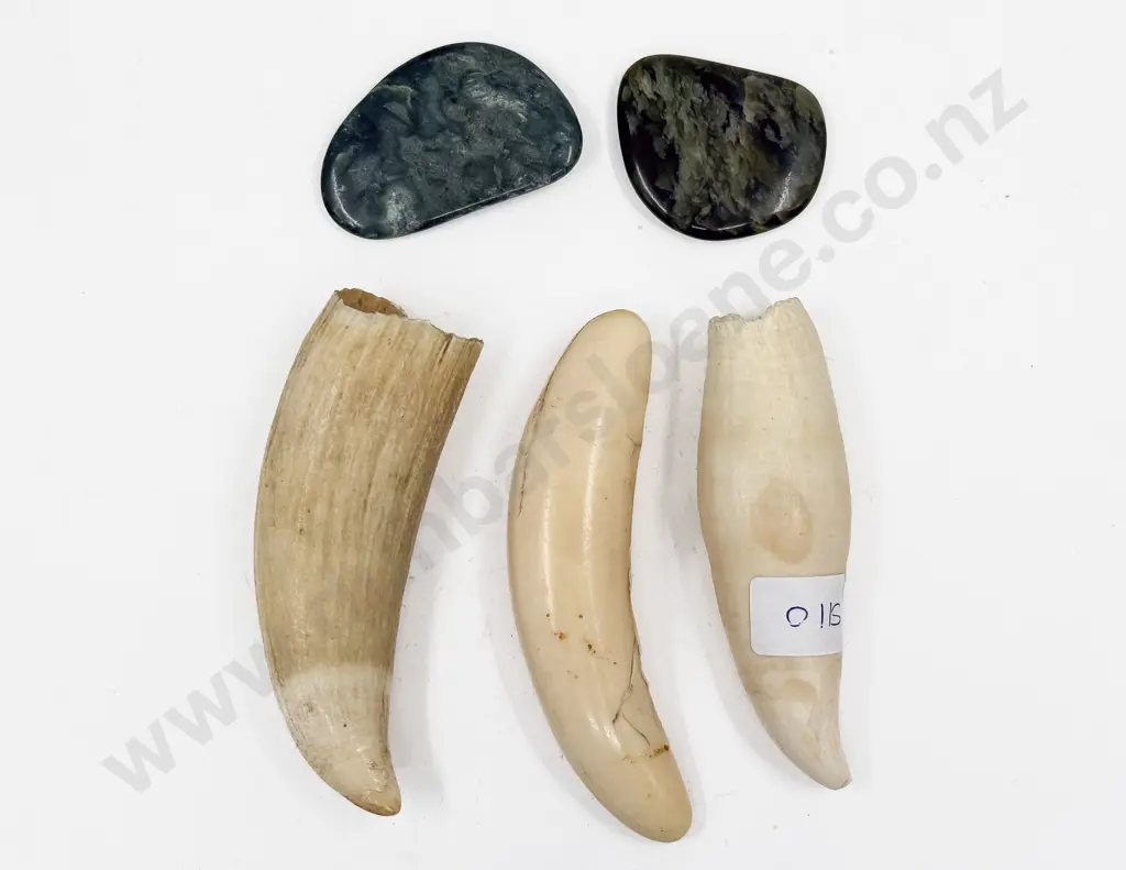 Two Small Pieces of Greenstone together with Three Animal Teeth Image 1++