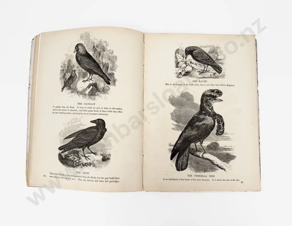 Two Victorian Volumes for Children Image 1++