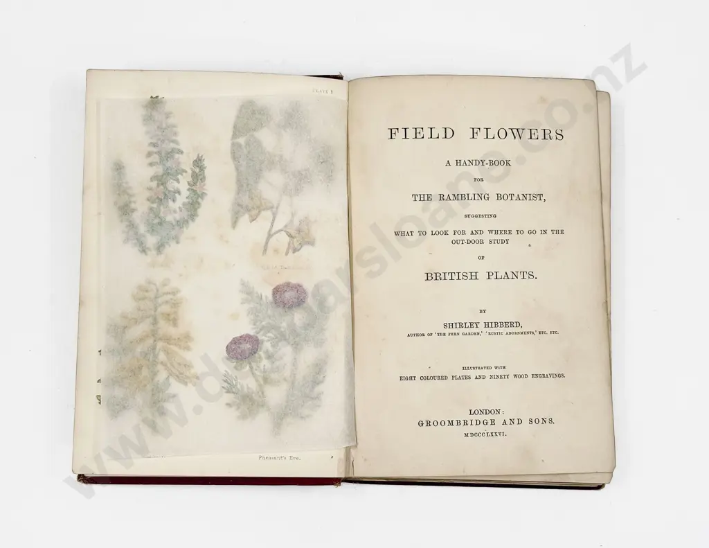 Shirley Hibberd - Field of Flowers Image 1++