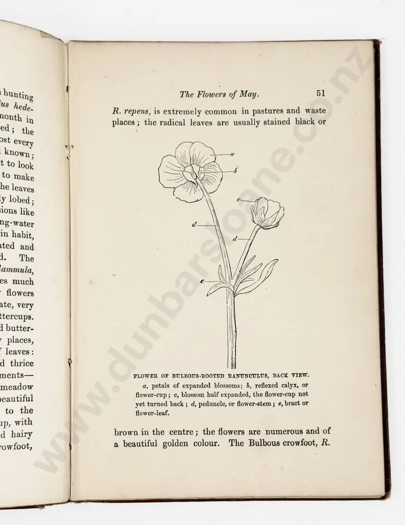 Shirley Hibberd - Field of Flowers Image 1++